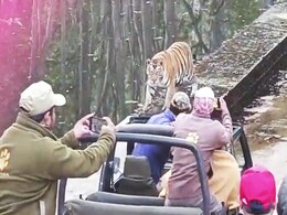 पन्ना टाइगर रिजर्व में चार शावकों के साथ बाघिन पर्यटकों के पास घूमती रही, वीडियो हुआ वायरल पन्ना टाइगर रिजर्व में चार शावकों के साथ बाघिन पर्यटकों के पास घूमती रही, वीडियो हुआ वायरल