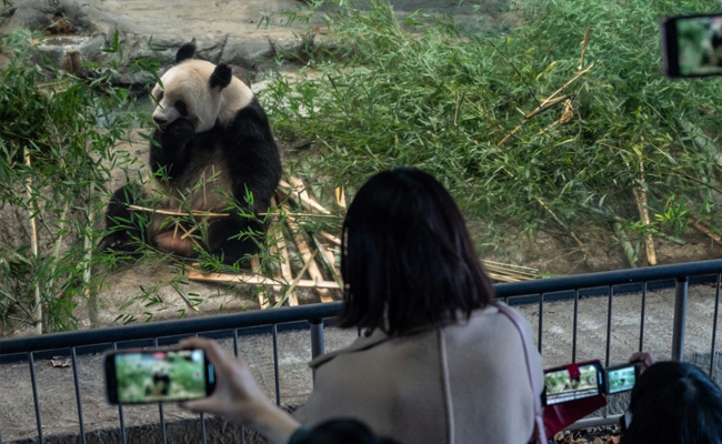 Japan Bids Farewell To Beloved Pandas As They Head Back To China