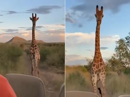 VIDEO: फोटो क्लिक कर रहे टूरिस्ट के पीछे पड़ा गुस्सैल जिराफ, जान बचाकर गाड़ी दौड़ता नजर आया ड्राइवर VIDEO: फोटो क्लिक कर रहे टूरिस्ट के पीछे पड़ा गुस्सैल जिराफ, जान बचाकर गाड़ी दौड़ता नजर आया ड्राइवर