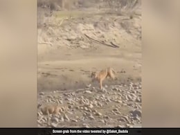 हिरण का शिकार करने जा रहा था बाघ, तूफानी रफ्तार में जैसे ही हिरण के पास पहुंचा, आगे जो हुआ, आप सोच भी नहीं सकते हिरण का शिकार करने जा रहा था बाघ, तूफानी रफ्तार में जैसे ही हिरण के पास पहुंचा, आगे जो हुआ, आप सोच भी नहीं सकते