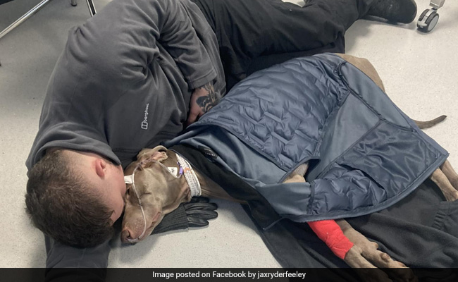 "Won't Let My Dog Die, Would Sell My House," Says British Man Facing 20,000 Pounds Vet Bill