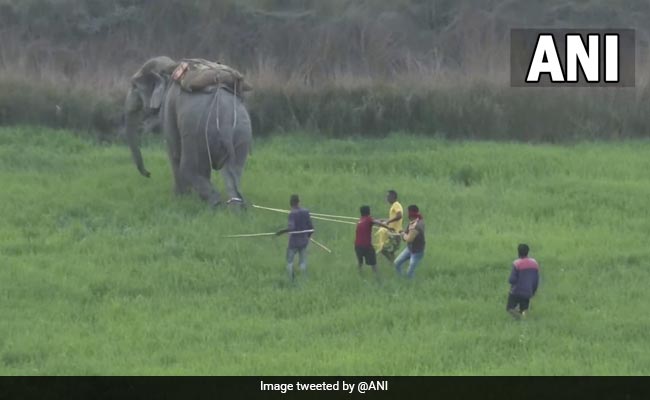 Boy, 4, Among 3 Trampled To Death By Elephant At Religious Event In UP