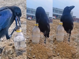 'The Thirsty Crow' का वीडियो आया सामने, कौए की चतुराई ने सबको किया हैरान 'The Thirsty Crow' का वीडियो आया सामने, कौए की चतुराई ने सबको किया हैरान