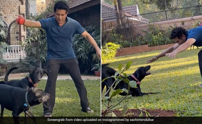 Sachin Tendulkar Plays With His Pet Dogs: ''A House Isn't A Home Without...''