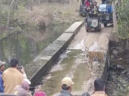 Watch: Tigress with 4 cubs spotted in Panna Tiger Reserve Watch: Tigress with 4 cubs spotted in Panna Tiger Reserve