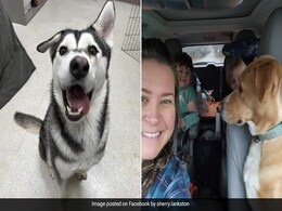 US Family Travels More Than 4,000 Kilometres To Adopt Dog With Facial Deformity US Family Travels More Than 4,000 Kilometres To Adopt Dog With Facial Deformity