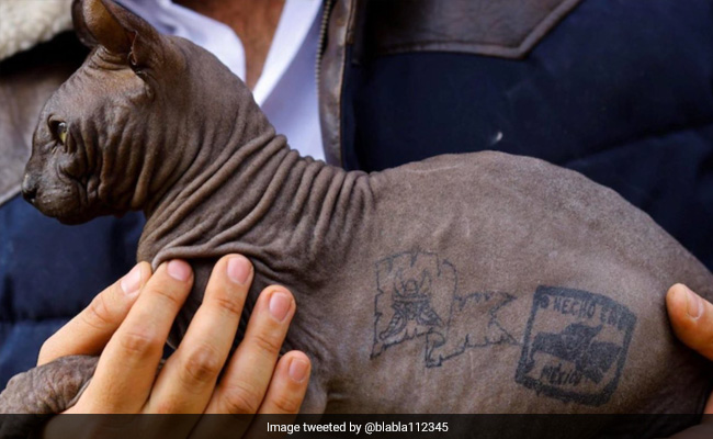 Sphynx Cat Cruelly Tattooed By Mexican Prisoners Rescued, Seeks New Home