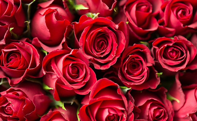 From Rose Day To Teddy Day, What The 7 Days Of Valentine's Week Signify