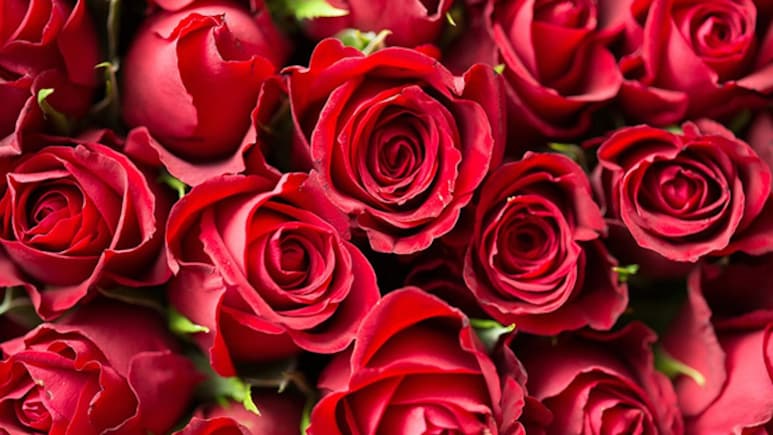 Red Roses Sell For Rs 100 A Piece In Shimla Markets Ahead Of Valentine's Day