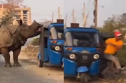 Watch: Auto Driver's Reaction On Seeing Rhino Approach Him Watch: Auto Driver's Reaction On Seeing Rhino Approach Him