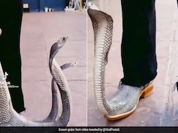 किंग कोबरा वाले जूते पहनकर निकला शख्स! फन फैलाए खड़े थे दोनों सांप, देखते ही सहम गए लोग, बोले- ये कैसा फैशन है... किंग कोबरा वाले जूते पहनकर निकला शख्स! फन फैलाए खड़े थे दोनों सांप, देखते ही सहम गए लोग, बोले- ये कैसा फैशन है...