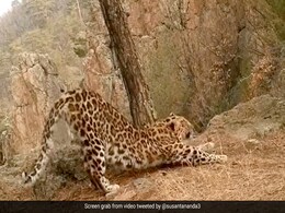 "Secret Of Fitness": Video Of Leopard's Morning Stretch Routine Amuses Internet "Secret Of Fitness": Video Of Leopard's Morning Stretch Routine Amuses Internet