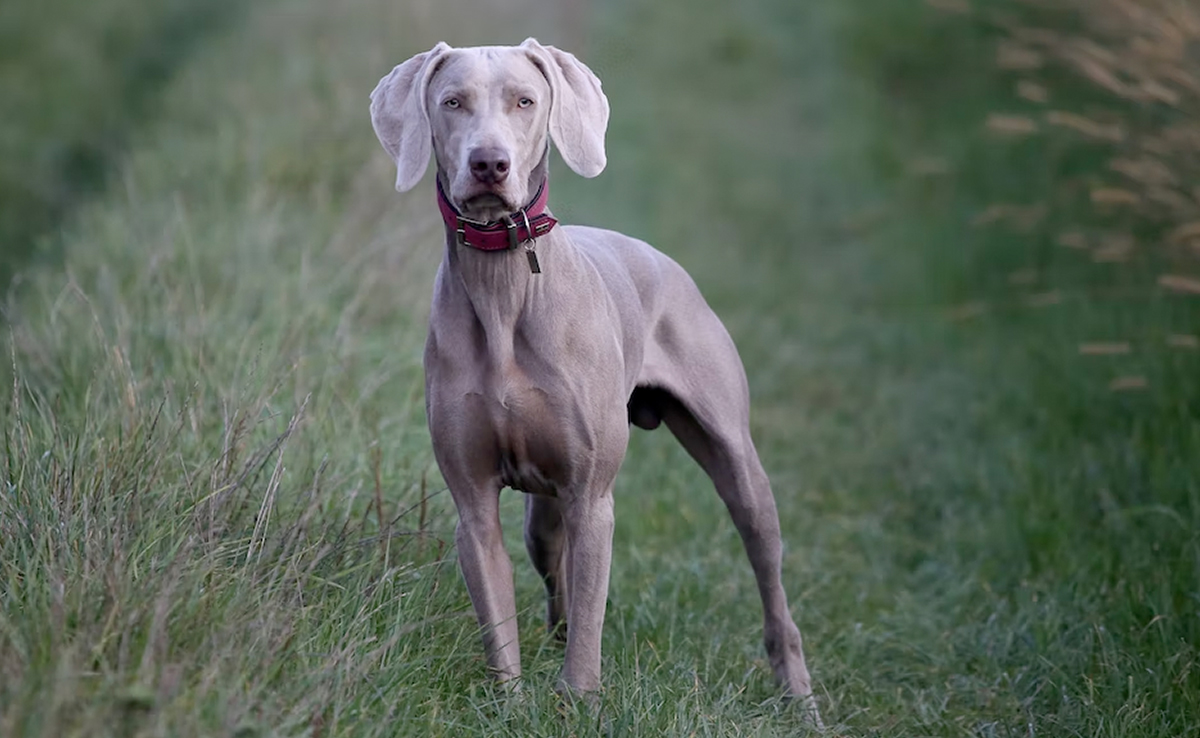 Great Dane In US Give Birth To 21 Puppies In 27 Hours