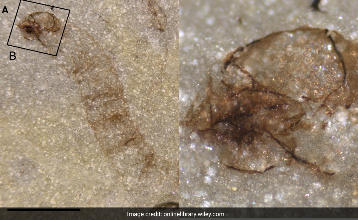 Scientists Find World's Oldest Fossil Gnat From 247 Million Years Ago
