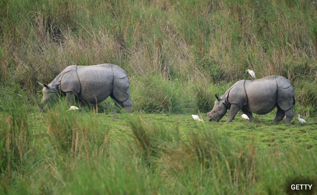 "Malafide Intentions": Assam Official On Activist's Rhino Count Charge