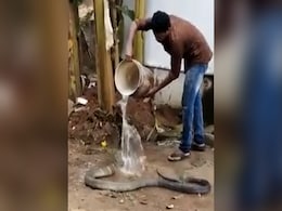 VIDEO: किंग कोबरा को नहलाने की गलती कर बैठा शख्स, आगे जो हुआ उसे देख कांप जाएगी रूह VIDEO: किंग कोबरा को नहलाने की गलती कर बैठा शख्स, आगे जो हुआ उसे देख कांप जाएगी रूह