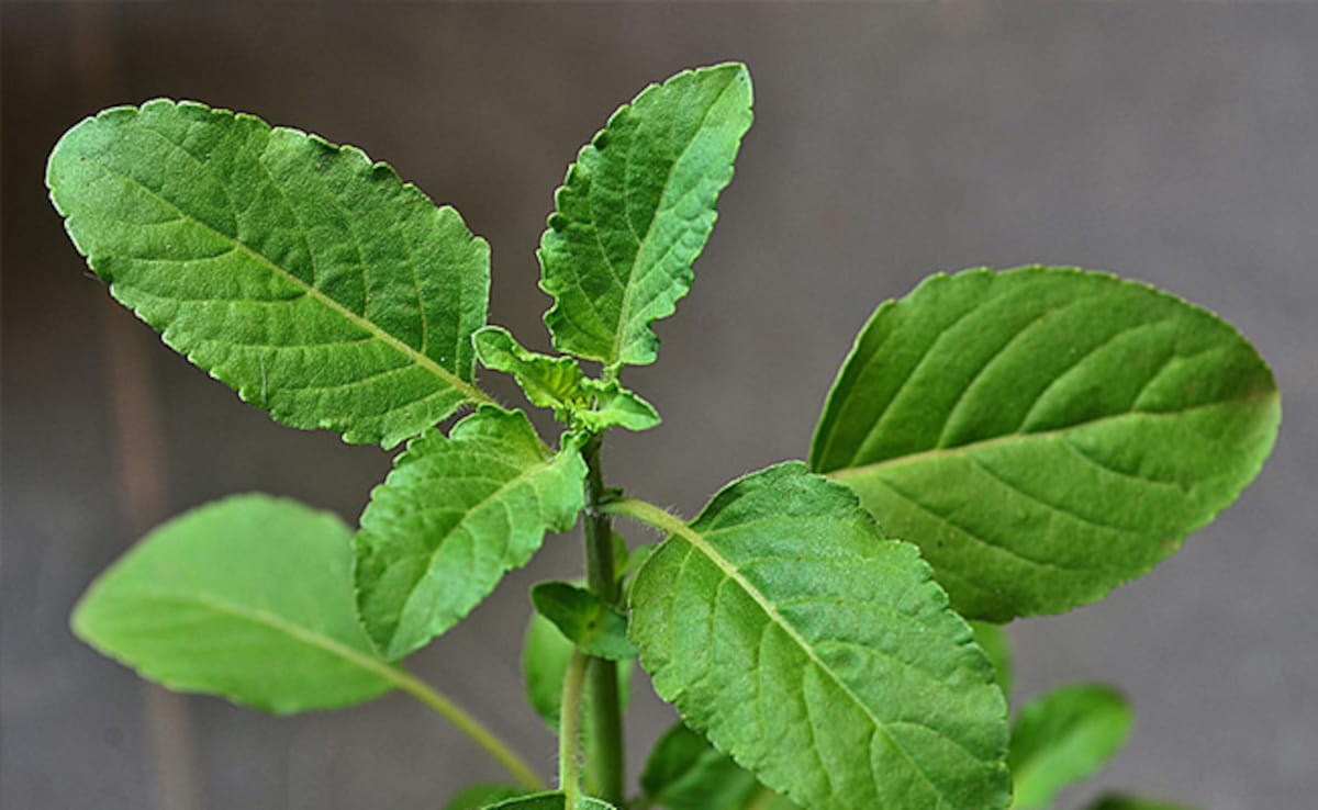 Latest and Breaking News on NDTV Latest and Breaking News on NDTV