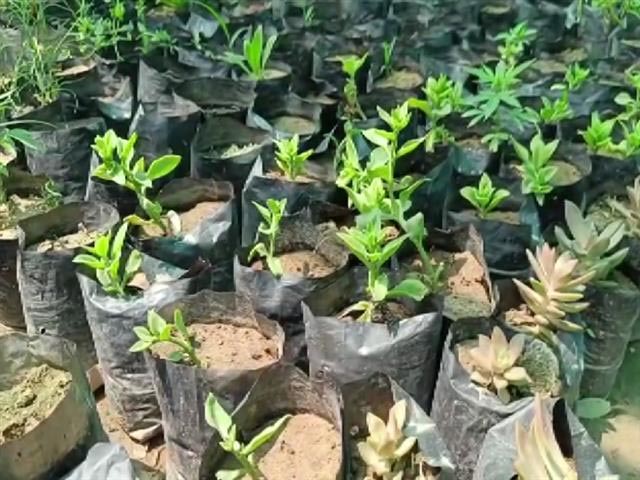 Two Friends Start Tree Banks Near Delhi