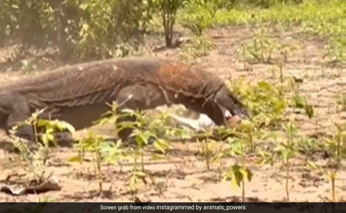This Video Of Komodo Dragon Devouring Deer In One Gulp Is Not For The Faint-Hearted
