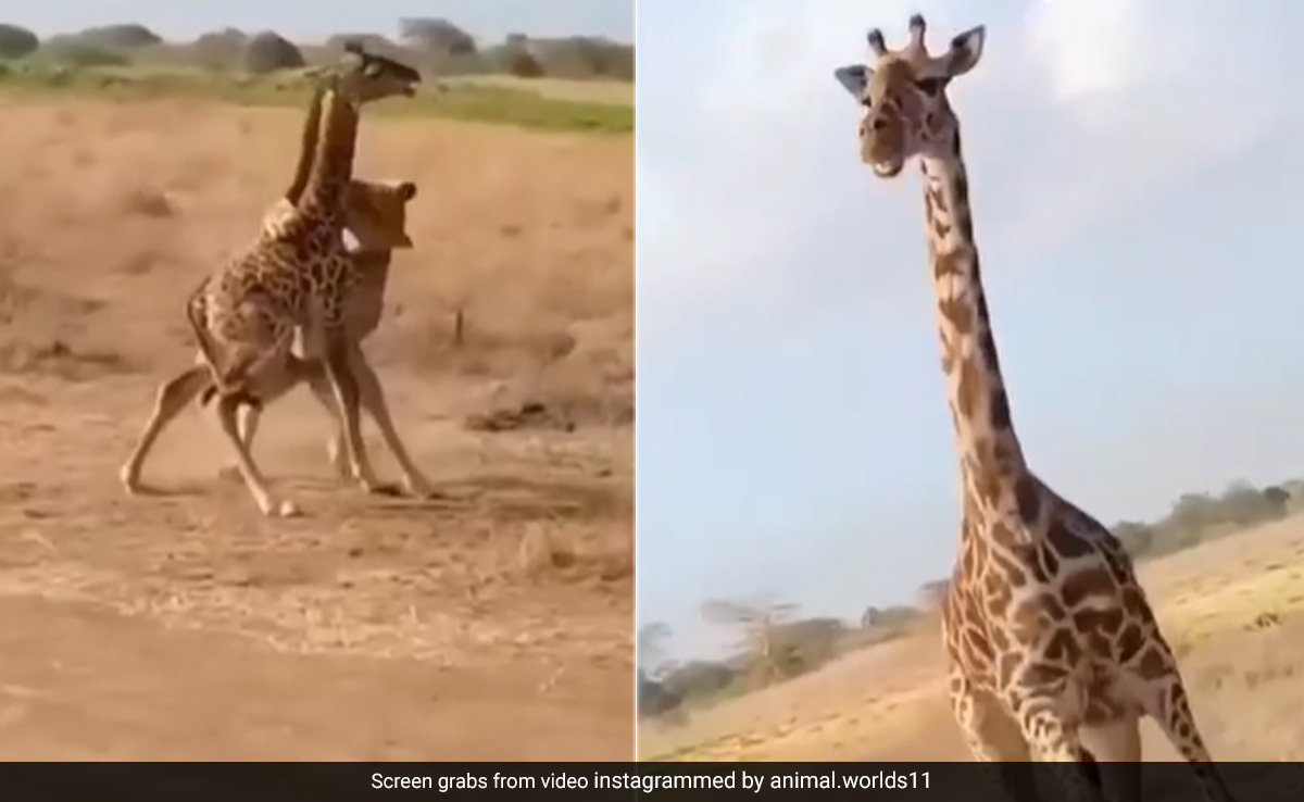 Viral Video Shows Mother Giraffe Saving Its Baby From Lioness