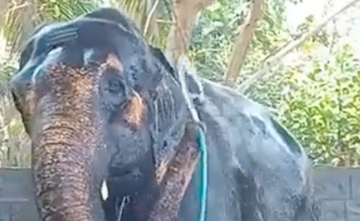 VIDEO: पानी की पाइप लेकर खुद से नहाता नजर आया हाथी, यूजर्स बोले 'आत्मनिर्भर गजराज'