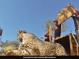 ''How Freedom Looks Like'': Forest Officer Shares Video Of Animals And Birds Being Released Into The Wild ''How Freedom Looks Like'': Forest Officer Shares Video Of Animals And Birds Being Released Into The Wild