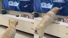 Watch: Adorable Dog Tries To Steal Food Shown On TV Screen