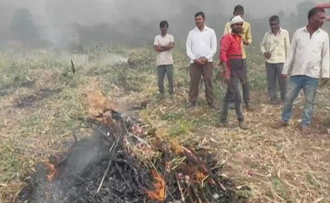 Angry Farmer Burns Onion Crop, Invites Eknath Shinde, Writes In Blood