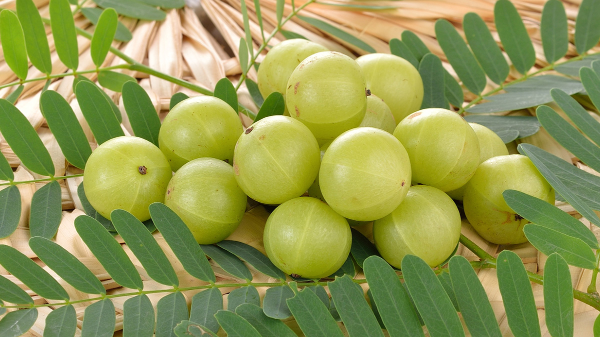 Amla Eting Benefits In Winter: Sardi Mein Amla Khane Ke Fayde, Surprising Benefits Of Eating Indian Gooseberry - Amla For Winter: सर्दियों में क्यों करना चाहिए आंवले का सेवन? यहां जानें कारण और फायदे