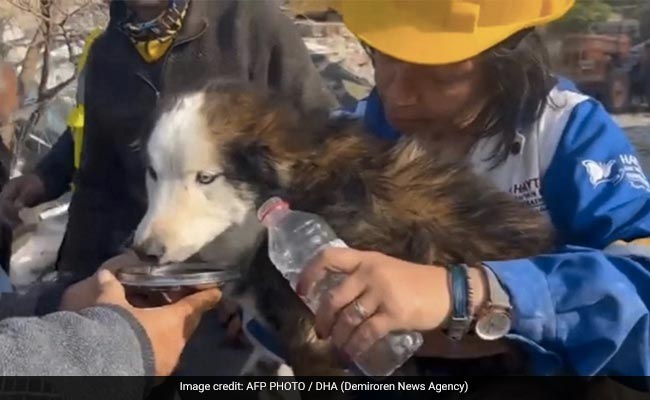 Rescuers Save Trapped Dog 3 Weeks After Turkey Quake