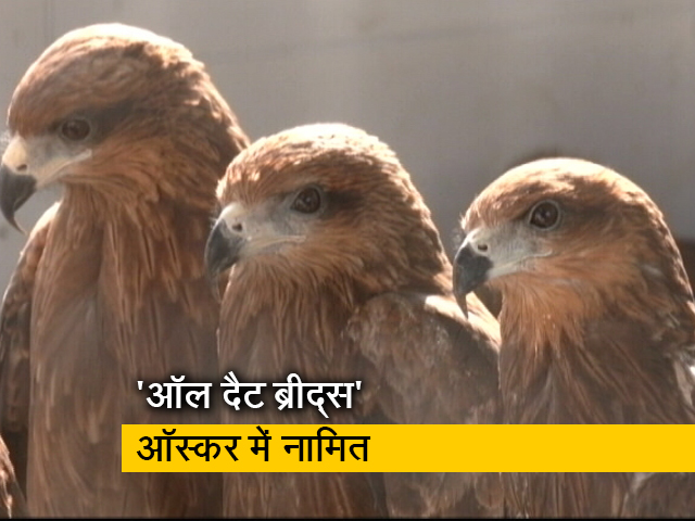 'ऑल दैट ब्रीद्स' ने भारत का नाम किया रोशन, ऑस्कर में ‘बेस्ट डॉक्यूमेंट्री फीचर’ के लिए नामित