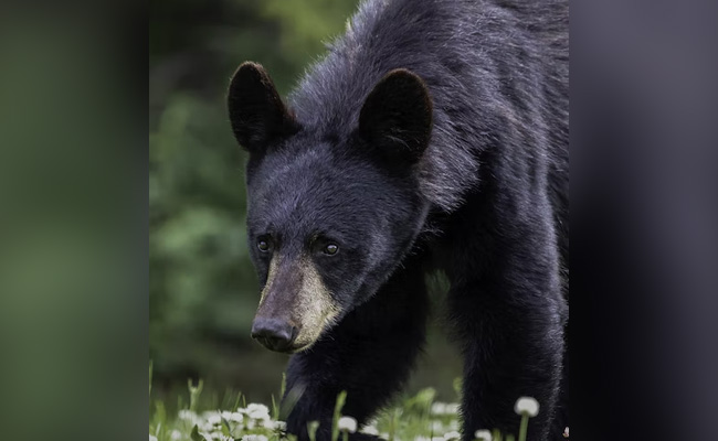 Bear Dies After Being Trapped In Well For Over 10 Hours In Kerala
