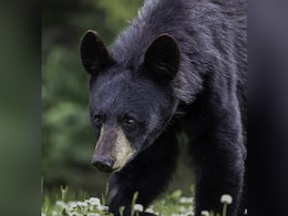 उत्तराखंड में भालू के हमलों का कहर: 2025 में 71 हमला, 7 मौतें, लगातार बढ़ रहा मानव-भालू संघर्ष