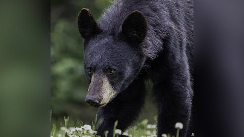 उत्तराखंड में भालू के हमलों का कहर: 2025 में 71 हमला, 7 मौतें, लगातार बढ़ रहा मानव-भालू संघर्ष