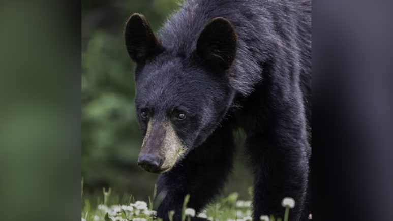 उत्तराखंड में भालू के हमलों का कहर: 2025 में 71 हमला, 7 मौतें, लगातार बढ़ रहा मानव-भालू संघर्ष