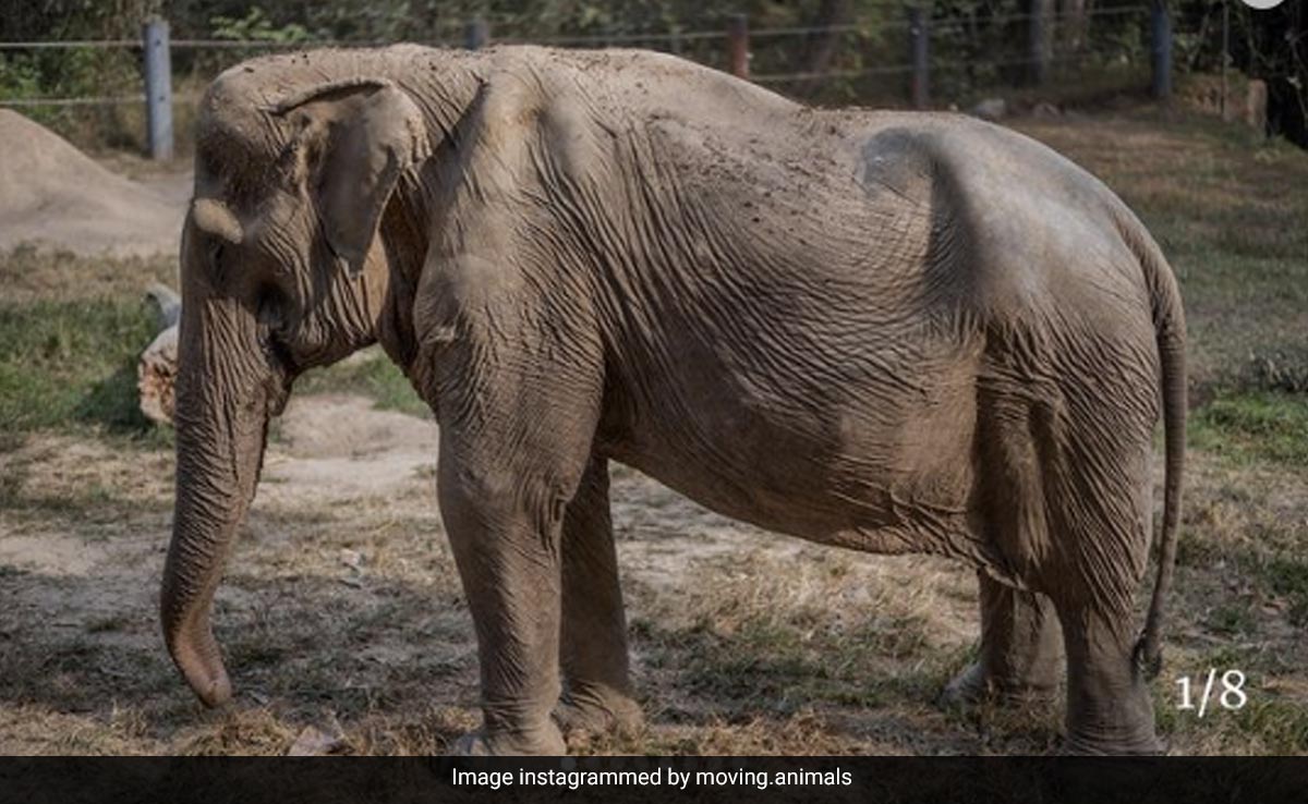 Pic Of Elephant With Deformed Back Shows Toll Of Tourist Rides In Thailand