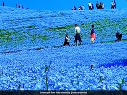 'पृथ्वी पर स्वर्ग': प्रकृति का अनोखा नजारा, पहाड़ों पर फैली नीले फूलों की घाटी 'पृथ्वी पर स्वर्ग': प्रकृति का अनोखा नजारा, पहाड़ों पर फैली नीले फूलों की घाटी