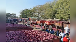 Cooperative To Begin Onion Procurement From 3 Gujarat Mandis To Support Prices