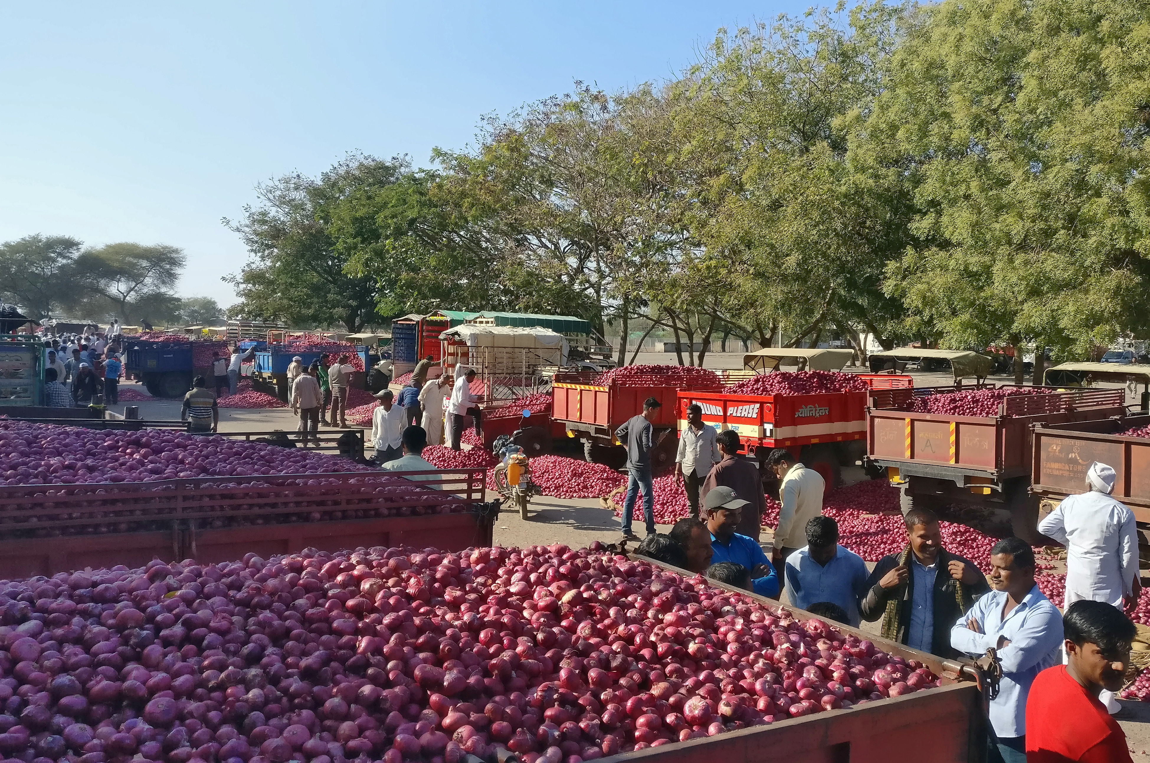 Nafed: Cooperative To Begin Onion Procurement From 3 Gujarat Mandis To Support Prices