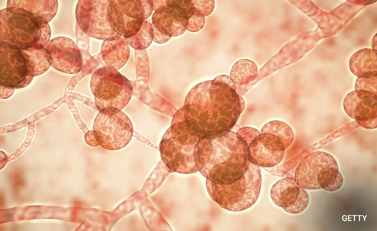 Deadly Fungal Infection Spreading Through US Rapidly