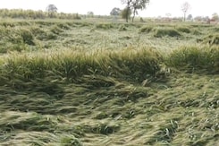 Hailstorm Damages Crops In UP's Modinagar: Farmers Demand Compensation Hailstorm Damages Crops In UP's Modinagar: Farmers Demand Compensation