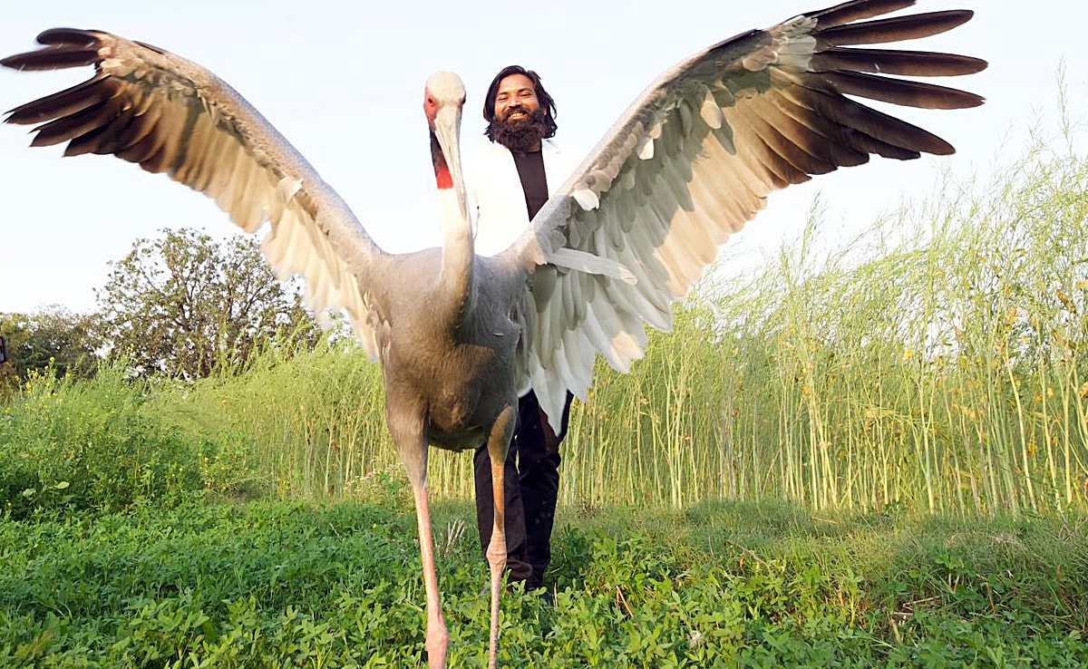 From Maggi To Raw Diet: Kanpur Zoo Officials Train Sarus Crane For Wild