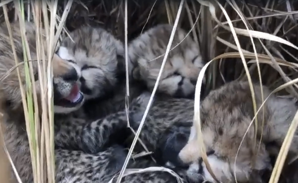 "Not In Our Control": Official On Relocating Cheetahs After Cub Dies
