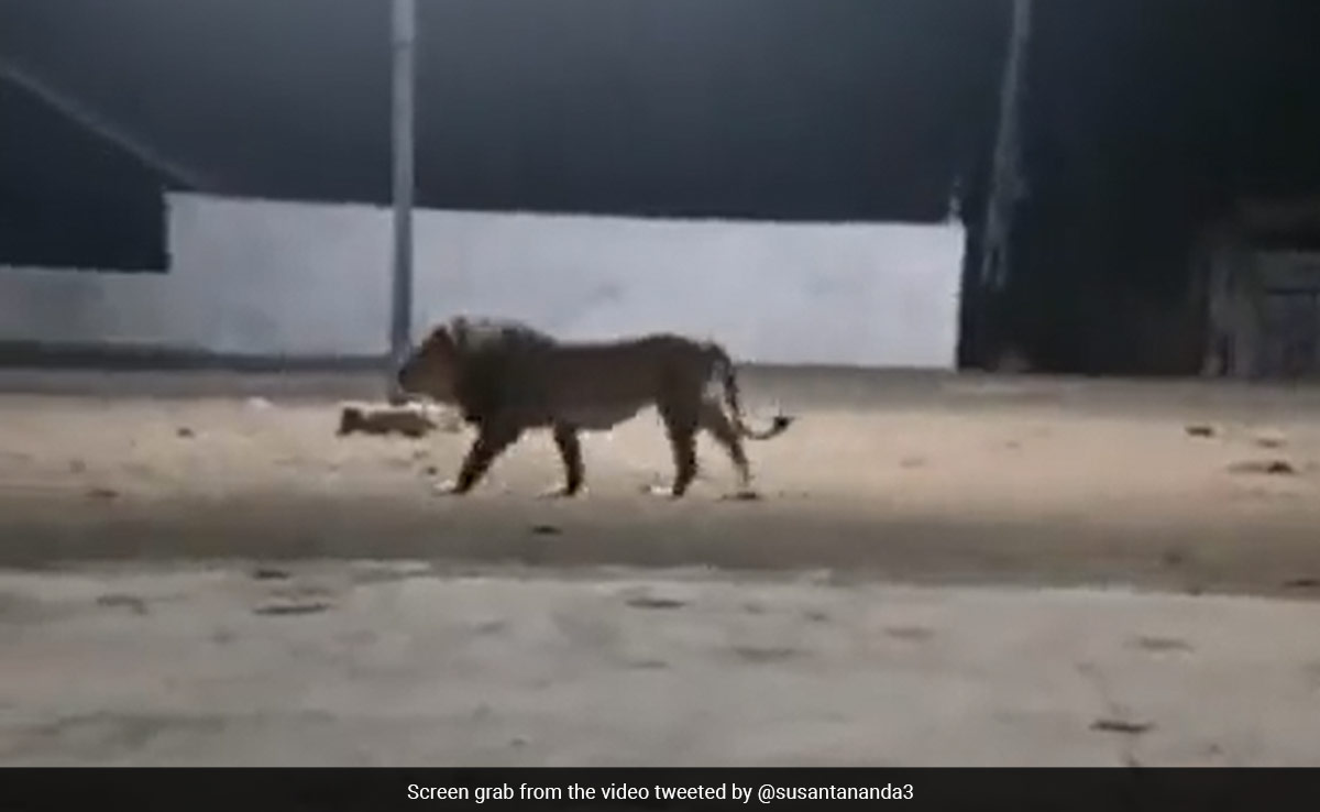 Watch: Pack Of Dogs Chase Away A Majestic Lion In Gujarat