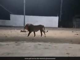 गांव में खुलेआम घूम रहा था बब्बर शेर, 4 कुत्तों ने मिलकर ऐसा खदेड़ा, फिर जो हुआ, यकीन नहीं होगा गांव में खुलेआम घूम रहा था बब्बर शेर, 4 कुत्तों ने मिलकर ऐसा खदेड़ा, फिर जो हुआ, यकीन नहीं होगा