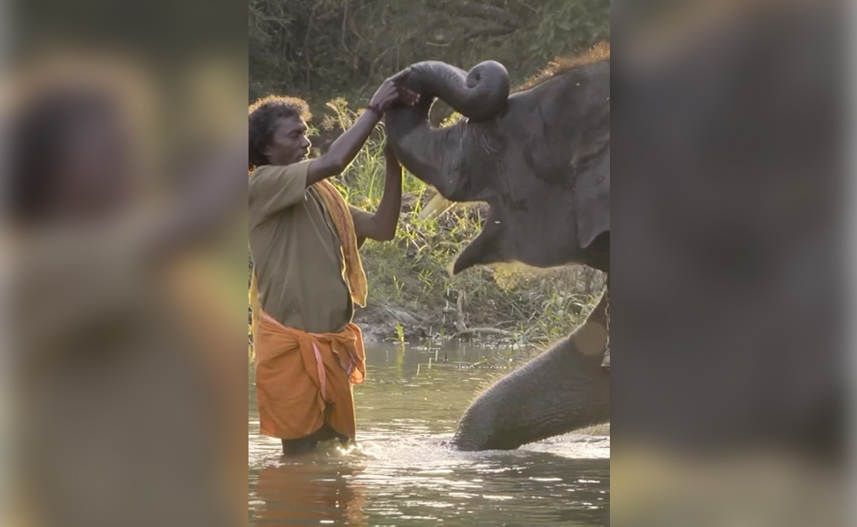 Kartiki Gonsalves Dismisses Report Of Actual <i>Elephant Whisperers</i> Not Having Watched Oscar-Winning Film. What She Tweeted