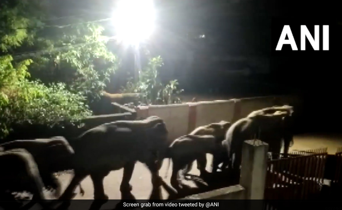 Watch: 12 Elephants Spotted Crossing Residential Area In Odisha's Jharsuguda