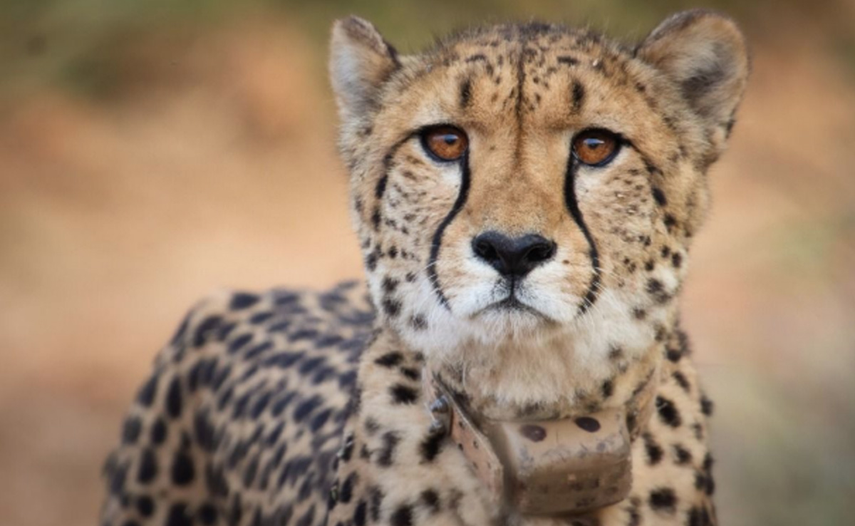 Cheetah Deaths Were