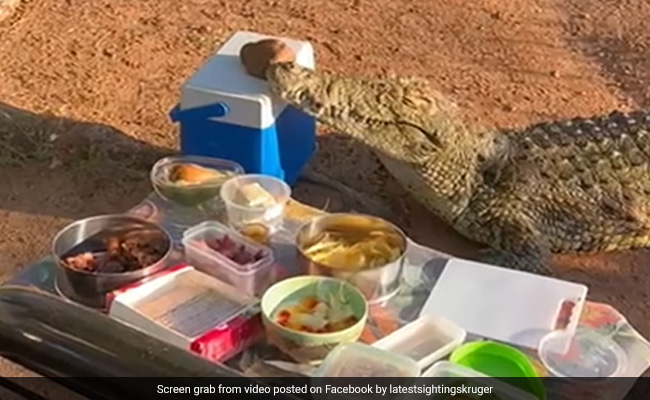 नदी किनारे पिकनिक मना रहे थे बुजुर्ग, तभी पानी से निकला मगरमच्छ, पास आकर जबड़ों में भरा आइसबॉक्स और फिर...