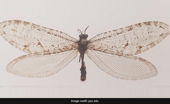 Specimen Of Dinosaur-Era Insect Found On Walmart Building In US